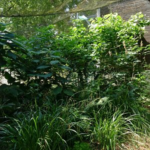 Congo Peafowl Outdoor Aviary