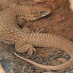 Spiny-tailed monitor : Crocodiles of the World : 05 Jul 2024