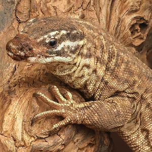 Spiny-tailed monitor : Crocodiles of the World : 05 Jul 2024