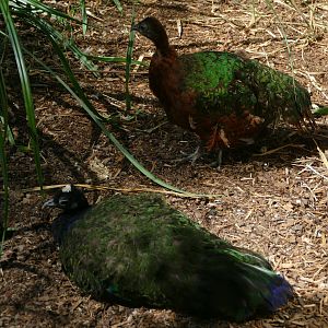 Congo Peafowl (Afropavo congensis) Pair