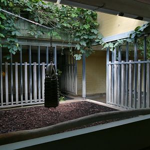Malayan Tapir Indoor Exhibit