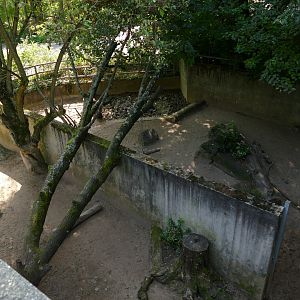 Sulawesi Babirusa Exhibit