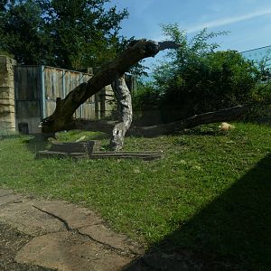 Smaller secondary Gorilla Exhibit