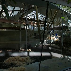 Indoor Gorilla Exhibit