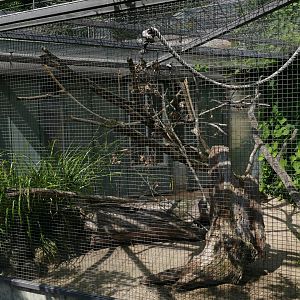 New Zealand Kaka Aviary