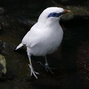 Bali Myna (Leucopsar rothschildi)
