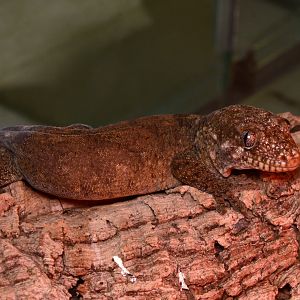 Rough-snouted giant gecko (Rhacodactylus trachyrhynchus)