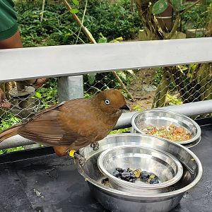Andean Cock-of-the-Rock