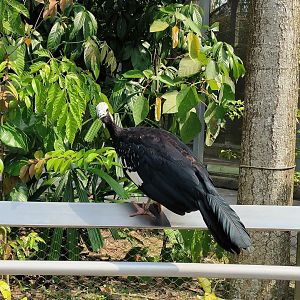 Blue-Throated Piping Guan