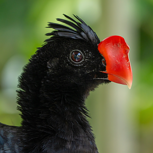Razor-billed Curassow (Mitu Tuberosum)