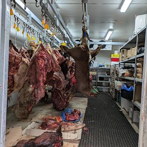 Carnivores Meat Coolroom, 20/7/24