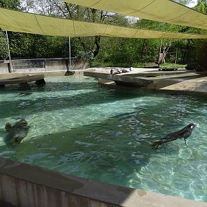 Cape fur seal enclosure