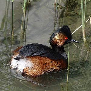 Black-necked grebe (Podiceps nigricollis)