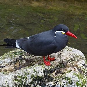 Inca tern (Larosterna inca)