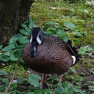 Blue-winged teal (Spatula discors)