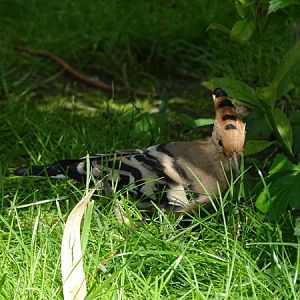 Common hoopoe (Upupa epops)
