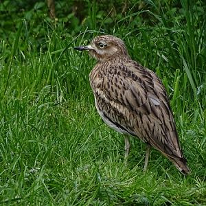 European thick-knee (Burhinus oedicnemus oedicnemus)