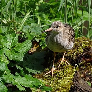 Ruff (Calidris pugnax)