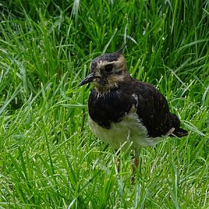 Northern lapwing (Vanellus vanellus)