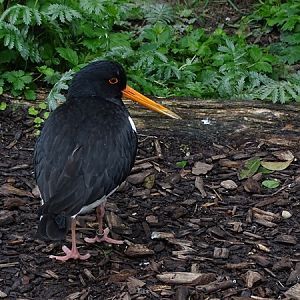 Eurasian Oystercatcher (Haematopus ostralegus)