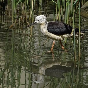 Black-winged stilt (Himantopus himantopus)