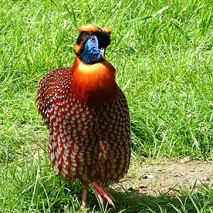 Temminck's tragopan (Tragopan temminckii)