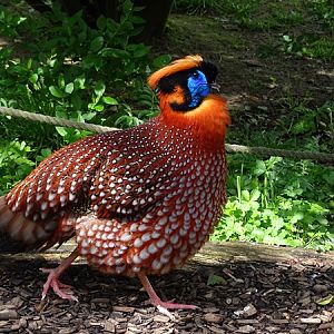 Temminck's tragopan (Tragopan temminckii)
