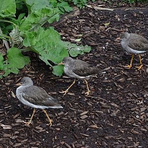 Common redshank (Tringa totanus)