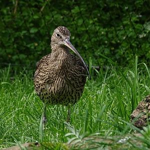 Eurasian curlew (Numenius arquata)