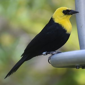 Yellow-hooded Blackbird (Chrysomus icterocephalus)
