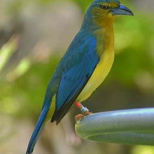 Blue-backed Tanager (Cyanicterus cyanicterus)