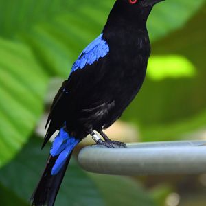 Asian Fairy-bluebird (Irena puella)