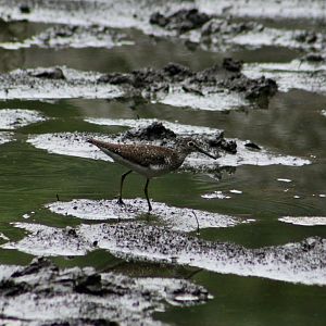 Solitary Sandpiper (Tringa solitaria) - wild