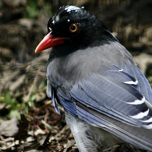 Red-Billed Blue Magpie (Urocissa erythroryncha)