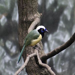 Peruvian Inca Jay (Cyanocorax yncas yncas)