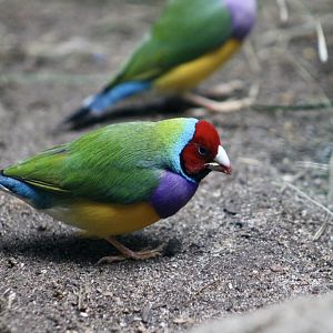 Gouldian Finch (Chloebia gouldiae)