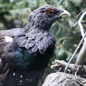 Western Capercaillie (Tetrao urogallus)