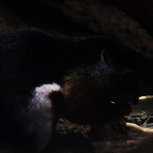 Sumatran Prevost's squirrel (Callosciurus prevostii rafflesi)