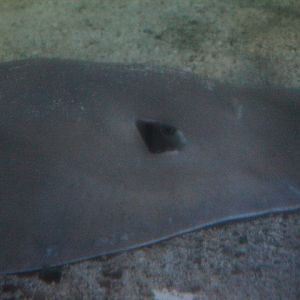 Bennett's stingray (Hemitrygon bennetti)