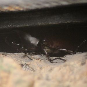 Brown rhinoceros beetle (Xylotrupes gideon)