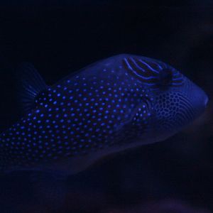 Ambon pufferfish (Canthigaster amboinensis)
