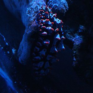 Varicose wart slug (Phyllidia varicosa)