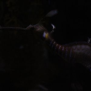 Common seadragon (Phyllopteryx taeniolatus)