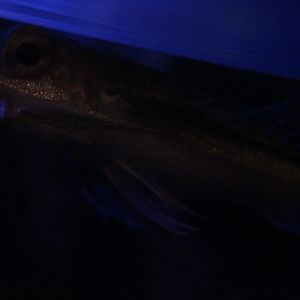 Flying gurnard (Dactylopterus volitans)