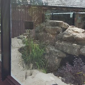 New sand in the fennec fox exhibit