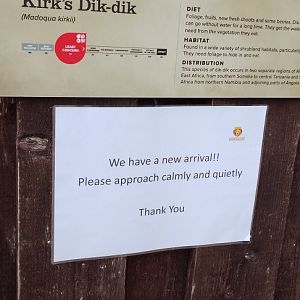 Dik Dik Baby!!