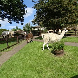 Llamas detouring on way to night quarters, 6th June 2024
