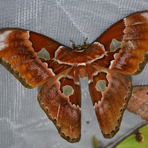 Equator silkmoth (Rothschildia equatorialis)