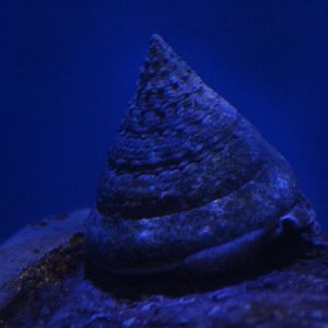 Fenestrate top snail (Tectus fenestratus)