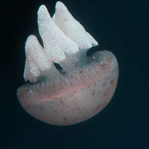 Marble jelly (Catostylus townsendi)